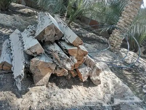 للبيع جذوع نخيل 0