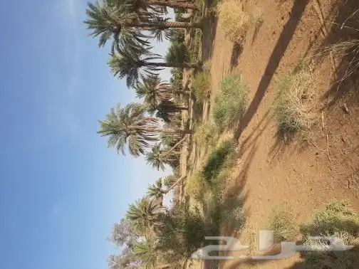 نخل طويل للبيع 5