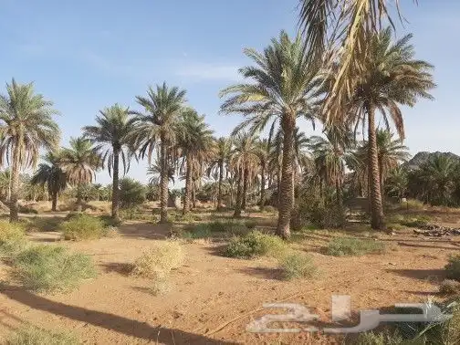 نخل طويل للبيع 0