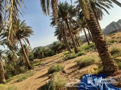نخل طويل للبيع 1