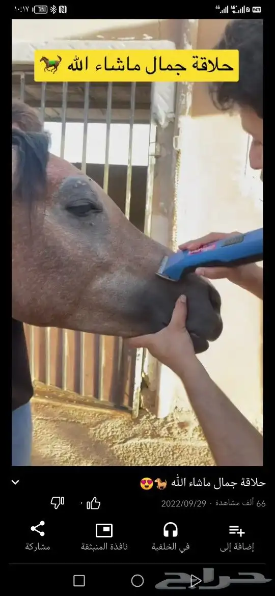 مكاين خيل وابل للزينة 0