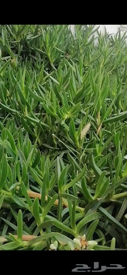 اصبع زينب للبيع 0