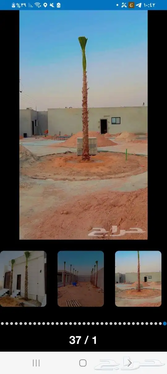 زراعه النخيل الواشنطني الزينه 1