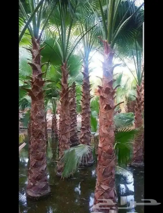 زراعه النخيل الواشنطني الزينه 0