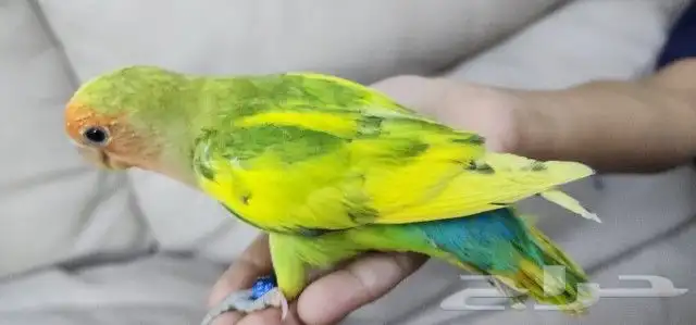 روز اليف مناسب لصغار والكبار 0