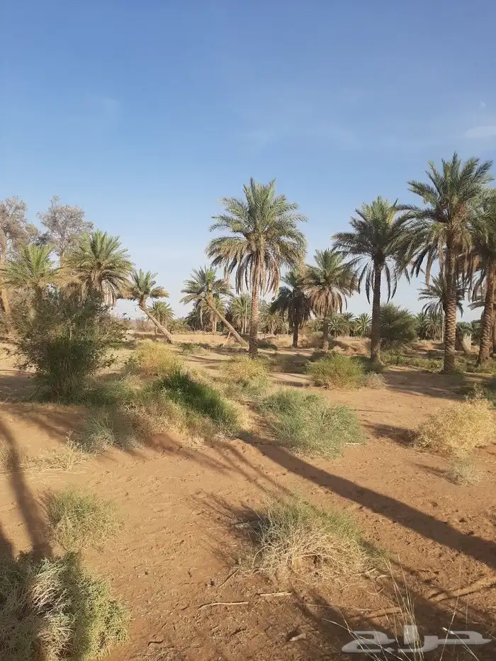 نخل طويل للبيع 3
