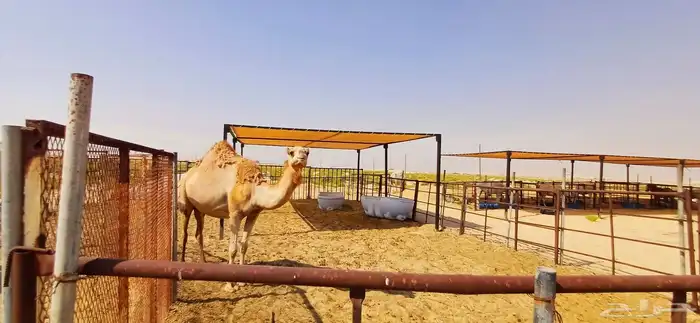 مضلات ابل مضلات غنم مضلات خيل سهل فك وتركيب 4