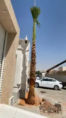 نخل واشنطن للبيع 1