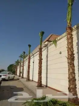 نخل واشنطن للبيع 3