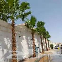 نخل واشنطن للبيع 0