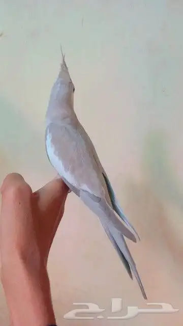 كروان أليف جدآ 3