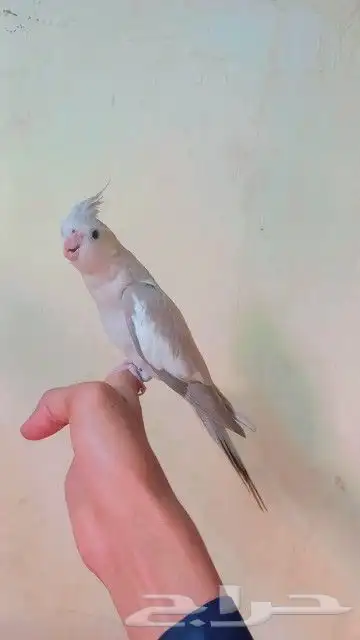 كروان أليف جدآ 0