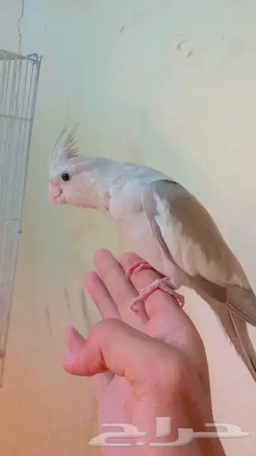 كروان أليف جدآ 1