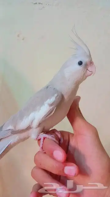 كروان أليف جدآ 4