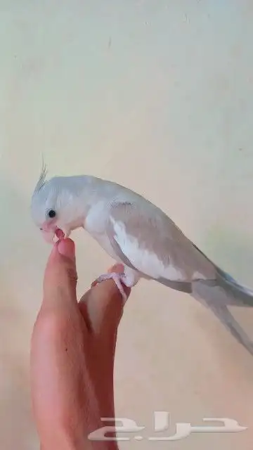 كروان أليف جدآ 2