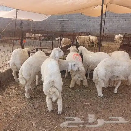 ذبيحتك نوصلها لي بيتك 0