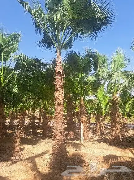 نخل واشنطن للبيع 5
