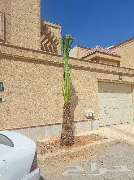 نخل واشنطن للبيع 6