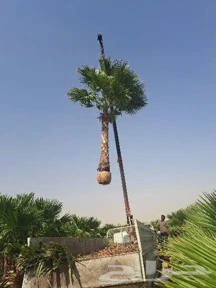 نخل واشنطن للبيع 7