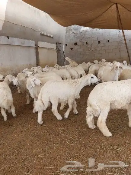 ذبيحتك نوصلها لي بيتك 5