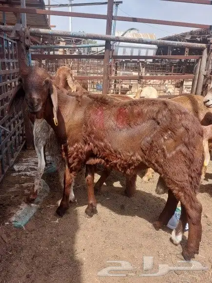 ذبيحتك نوصلها لي بيتك 3