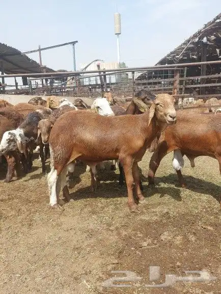 ذبيحتك نوصلها لي بيتك 1