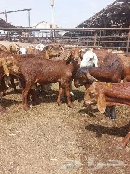 ذبيحتك نوصلها لي بيتك 2