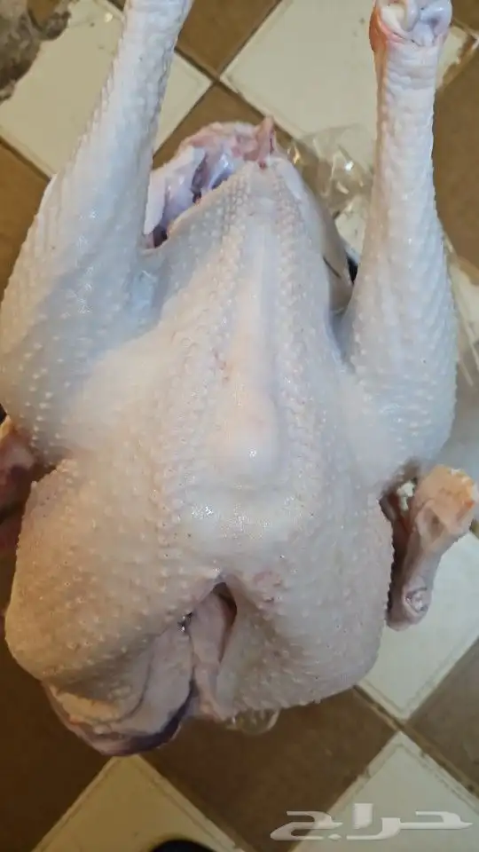 ديك رومي ذبح من 5 الى 7 كيلو رقم الاعلان 10 06 2024 4