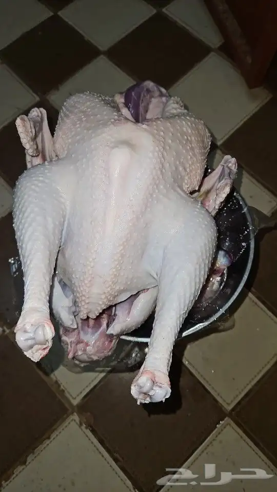 ديك رومي ذبح من 5 الى 7 كيلو رقم الاعلان 10 06 2024 2