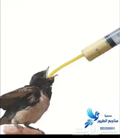 إبرة وملعقة غر للفروخ 3