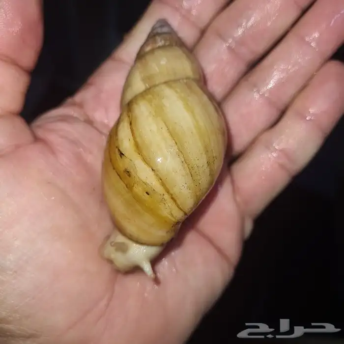 حلزونات أفريقيه أحجام مختلفه جمله وقطاعي 1
