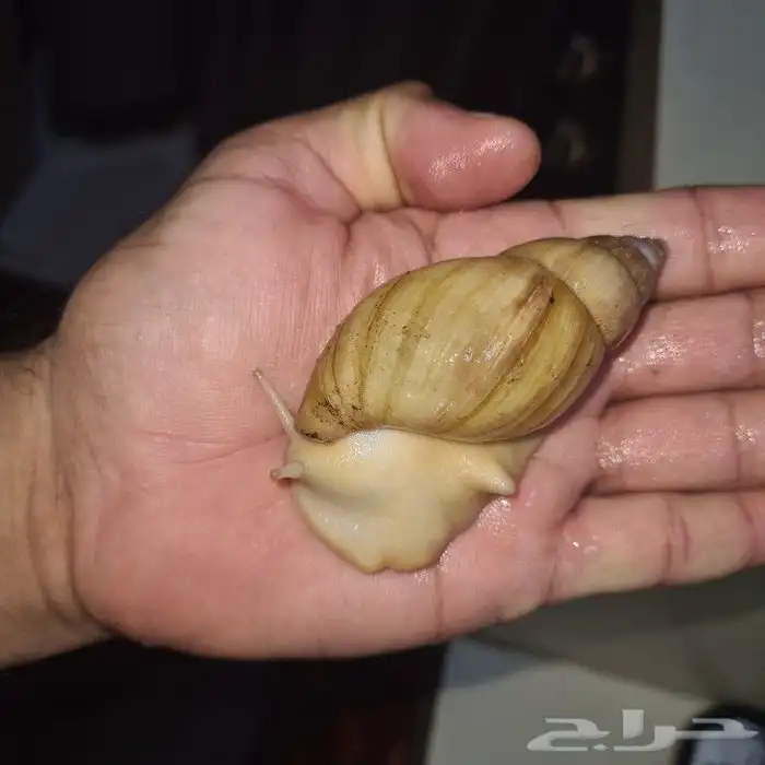 حلزونات أفريقيه أحجام مختلفه جمله وقطاعي 0