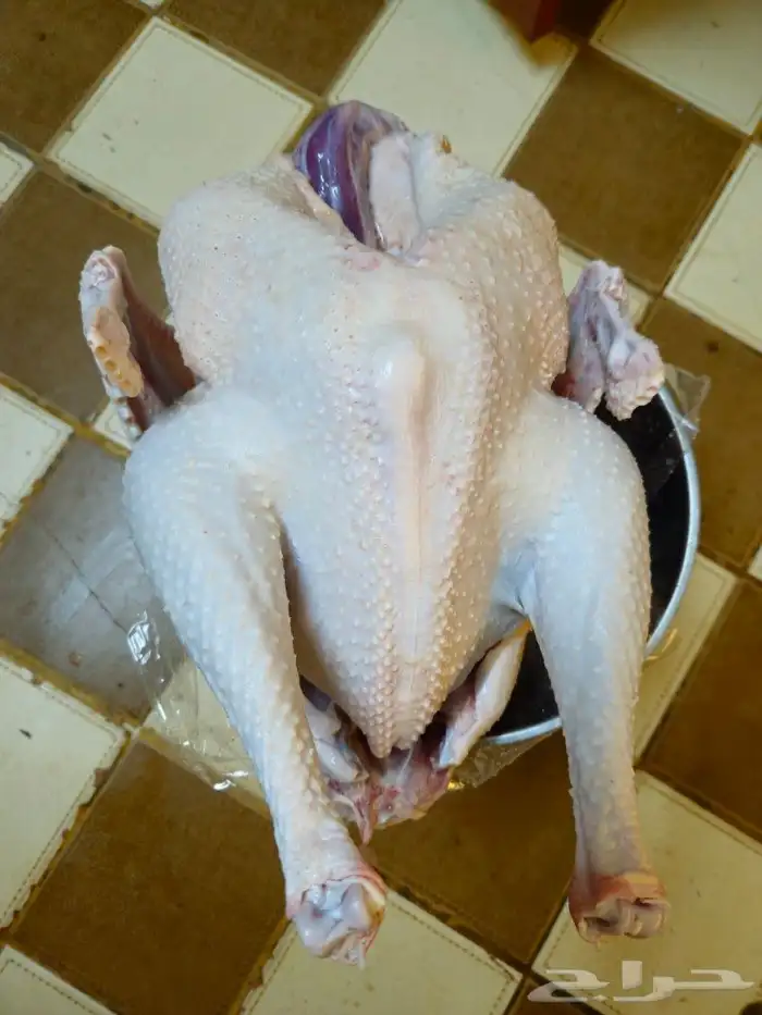 ديك رومي ذبح من 5 الى 7 كيلو رقم الاعلان 10 06 2024 0