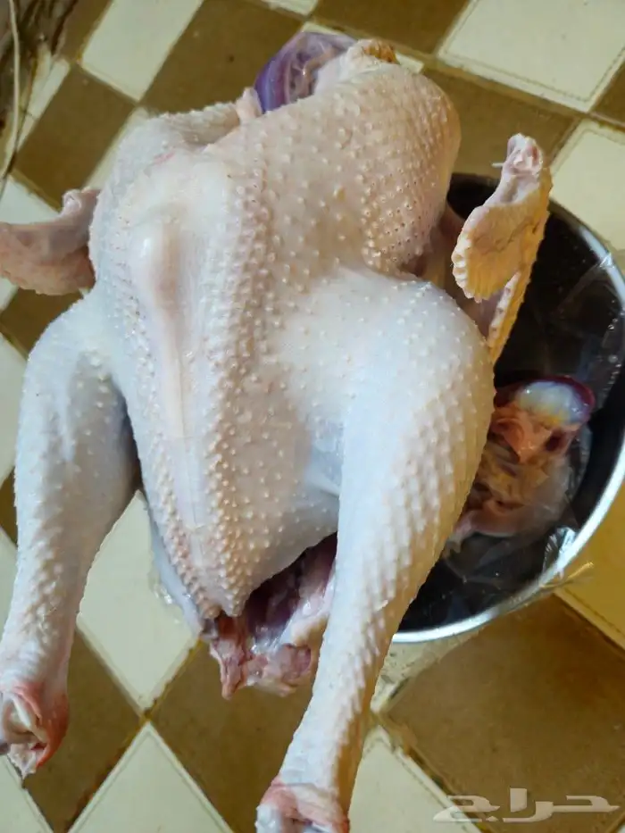 ديك رومي ذبح من 5 الى 7 كيلو رقم الاعلان 10 06 2024 5