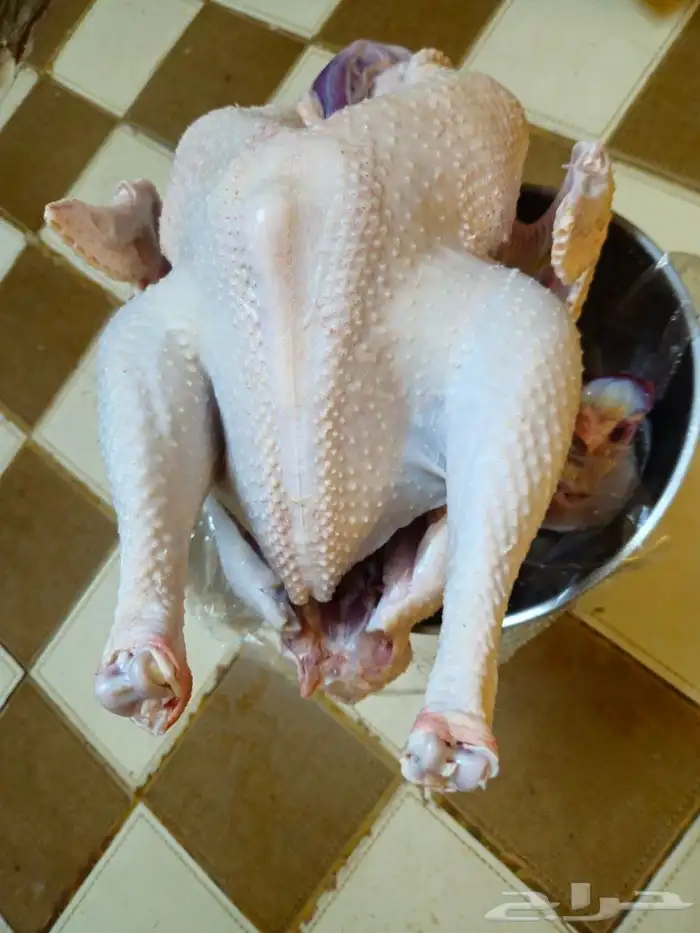 ديك رومي ذبح من 5 الى 7 كيلو رقم الاعلان 10 06 2024 8