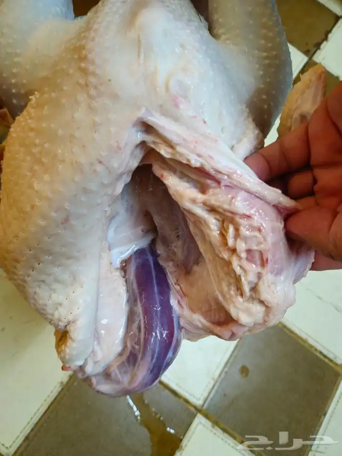 ديك رومي ذبح من 5 الى 7 كيلو رقم الاعلان 10 06 2024 6