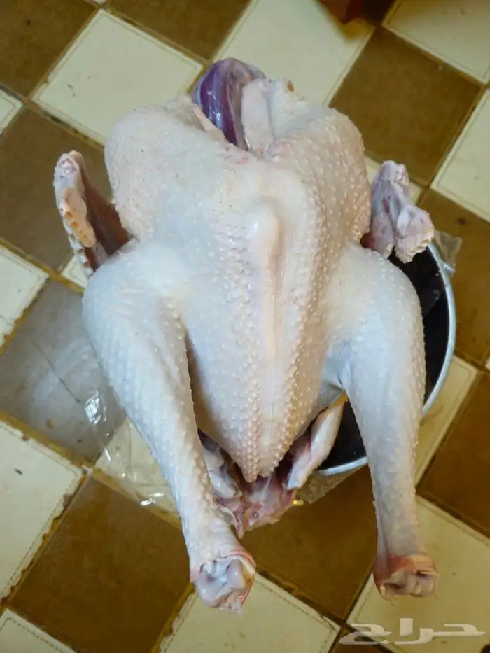 ديك رومي ذبح من 5 الى 7 كيلو رقم الاعلان 10 06 2024 1