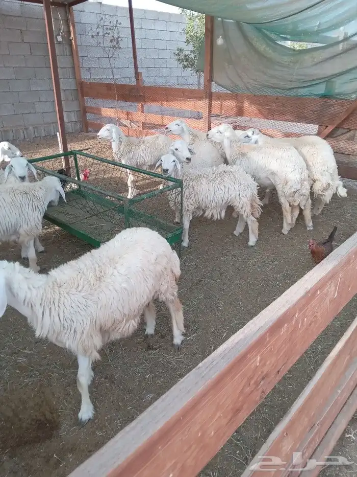 طليان ا تربيه خاصه من مزرعه الغولاء 1