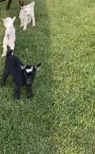 أنثى ماعز قزم ( تم البيع ) 0