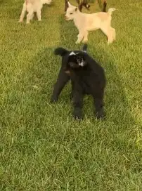 أنثى ماعز قزم ( تم البيع ) 2