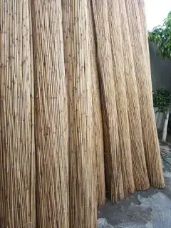 الخيزران للبيع جملع 5