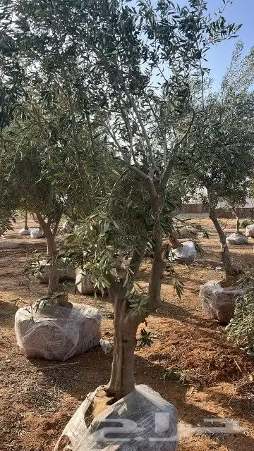 مشتل زراعة لجميع انواع الاشجار داخلي وخارجى وجميع انواع التي 7