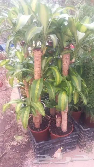 مشتل زراعة لجميع انواع الاشجار داخلي وخارجى وجميع انواع التي 0