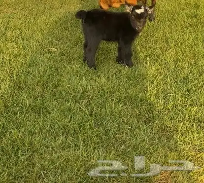 أنثى ماعز قزم ( تم البيع ) 1