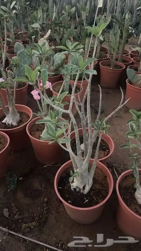 مشتل زراعة لجميع انواع الاشجار داخلي وخارجى وجميع انواع التي 4