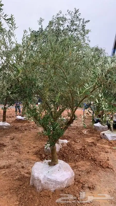 مشتل زراعة لجميع انواع الاشجار داخلي وخارجى وجميع انواع التي 8