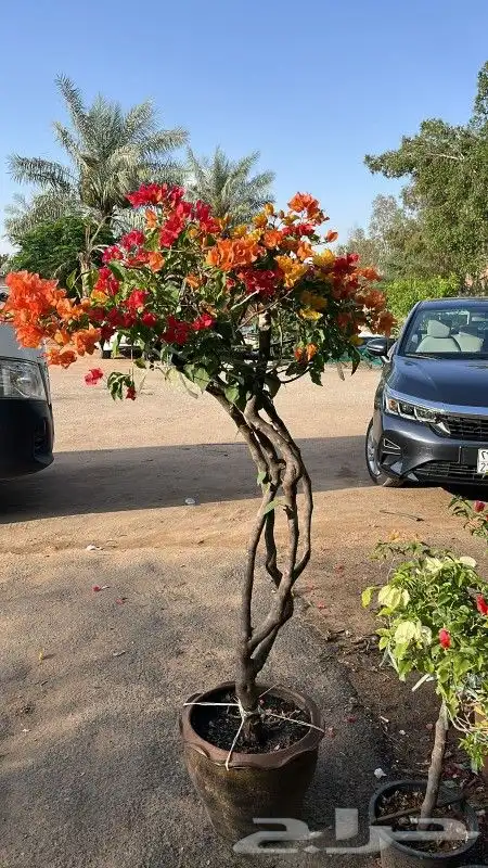 مشتل زراعة لجميع انواع الاشجار داخلي وخارجى وجميع انواع التي 9