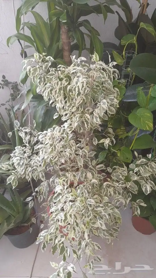 مشتل زراعة لجميع انواع الاشجار داخلي وخارجى وجميع انواع التي 3