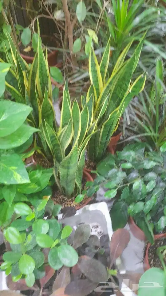 مشتل زراعة لجميع انواع الاشجار داخلي وخارجى وجميع انواع التي 1