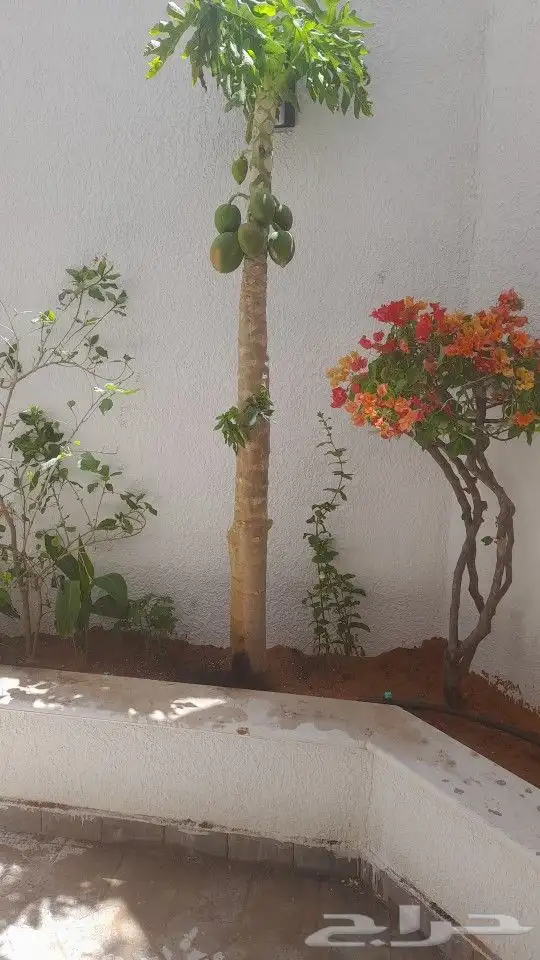 مشتل زراعة لجميع انواع الاشجار داخلي وخارجى وجميع انواع التي 5